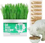 Cat Grass Growing Kit, Cat Grass Planter - Grass Sprout Containers Cats - Soilless Hydroponic Box for Balcony, Windowsill, Living Room, Porch, Backyard