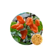 Chilli Habanero Orange - Seed Packet - Organic Seeds - Spring - Summer