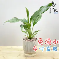 在飛比找蝦皮商城優惠-【小品文化】白鶴芋【現貨】4吋仿瓷免澆水盆栽 室內植物 室內