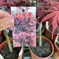 在飛比找蝦皮購物優惠-紅猩猩楓樹 5-6吋盆