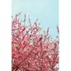 Journal: Blue Sky & Deep Pink Cherry Blossoms (Front & Back Image Cover)