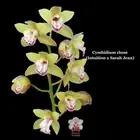 100mm Cymbidium Orchid clone MER4007 (Intuition x Sarah Jean)