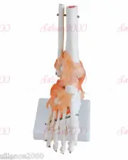 1:1 Foot Joint with ligament Anatomical Skeleton Model Human Medical Anatomy