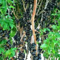 在飛比找蝦皮購物優惠-【嘉寶果種子】嘉寶果 樹葡萄種子 四季播種 陽台盆栽小院種植
