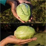 Cabbage - Mini seeds