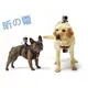 【世明國際】GoPro狗帶Hero4/3+/3狗背帶 胸前背部兩用 狗狗視線 胸帶下水