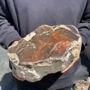 16lb Natural petrified stump wood rough Wood fossil mineral specimen healing
