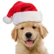 Christmas Santa Dog Hat Puppy Kitten Cat Caps Pet Costumes Dress Xmas Ornament