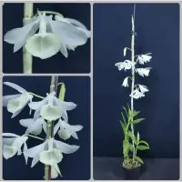 在飛比找蝦皮購物優惠-【蘭蕨雨林】Den. aphyllum var. alba，