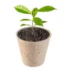 Starting Pots for Plants Sustainable Nursery Biodegradable Plant Seedlings