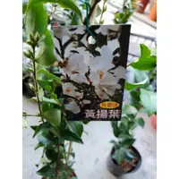 在飛比找蝦皮購物優惠-李家果苗 黃揚葉 茶花苗 3吋盆 白色花 有香味 高度15-