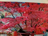 在飛比找Yahoo!奇摩拍賣優惠-傳家寶老粗頭8公分高180公分日本鮮豔小葉品種紅楓樹槭樹，名