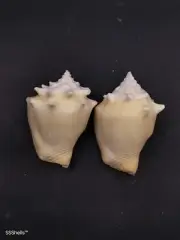 2 x strombus pugilis Sea shell fighting conch home decor beach #11009
