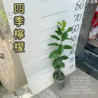 在飛比找蝦皮購物優惠-四季檸檬苗 檸檬 檸檬苗 水果苗 嫁接苗 批發 零售【新品水