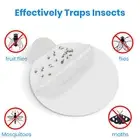 Fruit Trap Fruit Glue Board 24pcs Traps with Stickiness for Fruit Flies Gnats