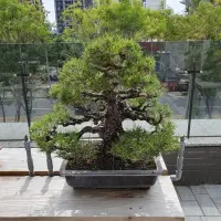 在飛比找蝦皮購物優惠-日本進口 黑松盆栽 Bonsai