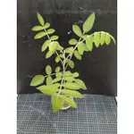 柯巴裂欖（BURSERA COPALLIFERA）實生苗