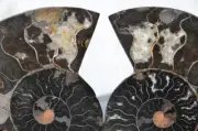 9947 RARE 1in100 BLACK Ammonite PAIR Deep Crystals 110myo FOSSIL LRG 119mm 4.7"