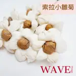 《WAVE DESIGN 》索拉小雛菊3CM 雛菊 小花索拉花 乾燥花材 乾燥花 居家布置 不凋花 花材 永生花 DIY