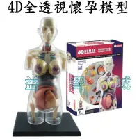 在飛比找Yahoo!奇摩拍賣優惠-益智城《4D人體模型/4D人體器官模型/DIY模型/4D子宮