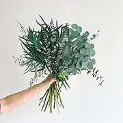 12Pcs Dried Eucalyptus Stems Bundle, Mixed Preserved Real Eucalyptus Leaves Branches for Shower Hanging Spa Wedding Bridal Bouquets DIY Crafts Home Table Decor