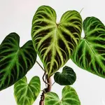 花葉毛柄蔓綠絨 PHILODENDRON VERRUCOSUM 雨林植物 觀葉植物 天南星科 蔓綠絨