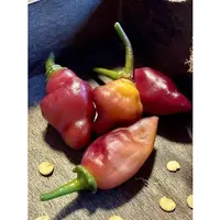 在飛比找蝦皮購物優惠-【蔬菜種子S453】菲達爾加羅哈辣椒~~是傳家寶辣椒，可留種