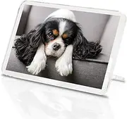 1 x Fridge Magnet -Cavalier King Charles Spaniel Classic Fridge Magnet - Dog Puppy 12388