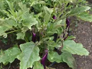 Eggplant Little Finger Vegetable - Solanum melongena