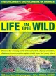 The Children's Encyclopedia of Animals: Life in the Wild ― Discover the Amazing World of Big Cats, Birds of Prey, Crocodiles, Elephants, Insects, Spiders, Snakes, Wild Dogs and Many Others