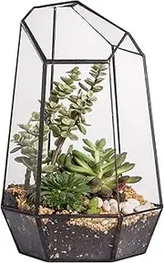 NCYP 25cm Height Irregular Glass Geometric Terrarium Indoor Tabletop Air Plants Box Desktop Display Planter Succulent Holder Flower Pot DIY(No Plants,No Door)