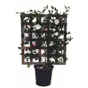 250mm Camellia Paradise Blush - Camellia sasanqua Paradise Blush