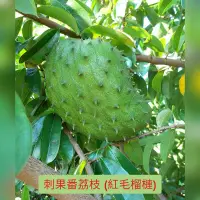 在飛比找蝦皮購物優惠-【四季春園藝】西印度原產 刺果番荔枝 盆栽 盆苗 紅毛榴槤 