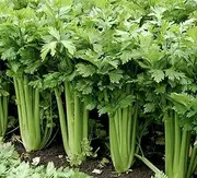 Celery 'Tall Utah' 300 Seeds Heirloom Vegetable Garden Autumn Winter Spring Grow
