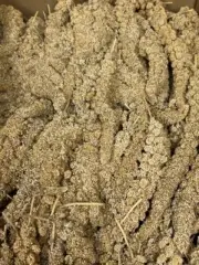 5kg Pan Panicum millet sprays Bird Budgie treat (BULK BUY) SHORT STEMS
