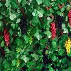 12 Pack 83 Ft Artificial Ivy Garland Vine Fake Greenery Leaf Hanging Plants G
