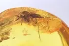 Rare Fungus gnat Keroplatidae Long-legged fly Dolichopodidae Baltic amber #12829