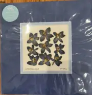 Iceworm Studio Pressed Botanical Art By Pauline Lian NOS