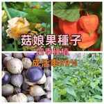 新店大酬客🔥 【菇娘果種子】紅/黃/紫多色菇娘種子 多花多果的菇娘果 燈籠果 大地/小院/盆栽包發芽 多買多送現貨速發