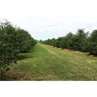 阿恰恰山竹【嫁接苗】口感非常棒，不輸傳統山竹，澳洲黃金山竹 馬士特山竹 泰國山竹 墨西哥山竹 阿庫蜜山竹