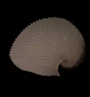 Sea shells Argonauta argo 135.4mm.Aquarium Decoration Products