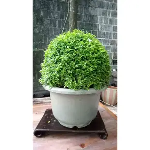 73H-超美球型「細葉七里香」盆栽