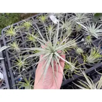 在飛比找蝦皮購物優惠-空氣鳳梨 空鳳 棉花糖【Tillandsia Cotton 