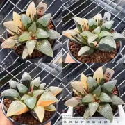 Rare liveSucculent plant Agave titanota Cupid WYSIWYG Boutique Variegated