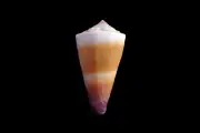 Sea shell - Conus muriculatus big size- 49mm