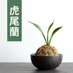 已售出【黑日京植物】虎尾蘭植物球含盆 室內植物 辦公室植物 球根植物