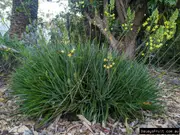 Buy Native Leek plants in Australia (Bulbine bulbosa)