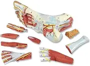CHROX PVC Medical Anatomy Skeletal Foot Model with Ligaments, Nerves, and Arteries, 9 Parts, Actual Size