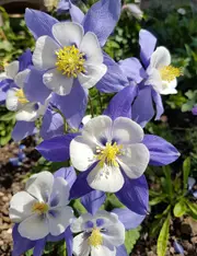 AQUILEGIA 'McKana Giants Mix' / Columbine / Grannys Bonnet seeds