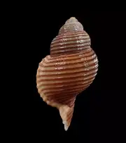 Sea shell -Gelagna succincta- 56mm